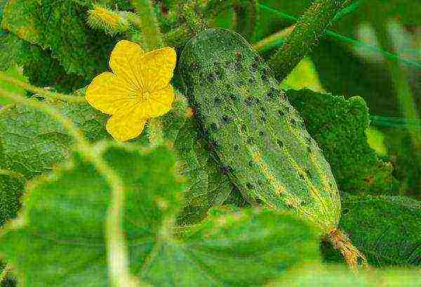 care for cucumbers after planting in open ground