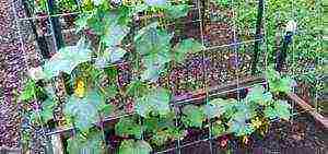 care for cucumbers after planting in open ground