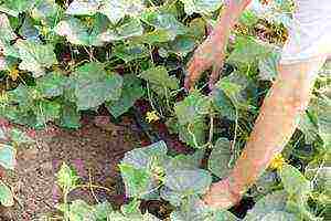 care for cucumbers after planting in open ground