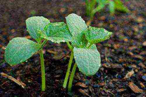 care for cucumbers after planting in open ground