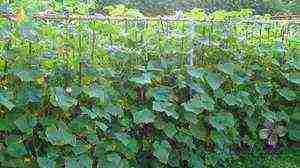 care for cucumbers in the open field from planting to harvest