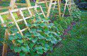 care for cucumbers in the open field from planting to harvest