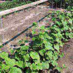 care for cucumbers in the open field from planting to harvest