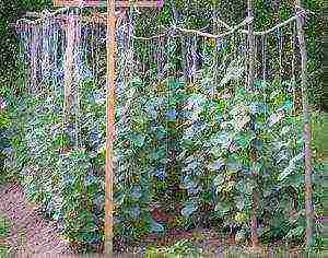 care for cucumbers in the open field from planting to harvest