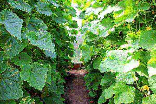 care for cucumbers in the open field from planting to harvest