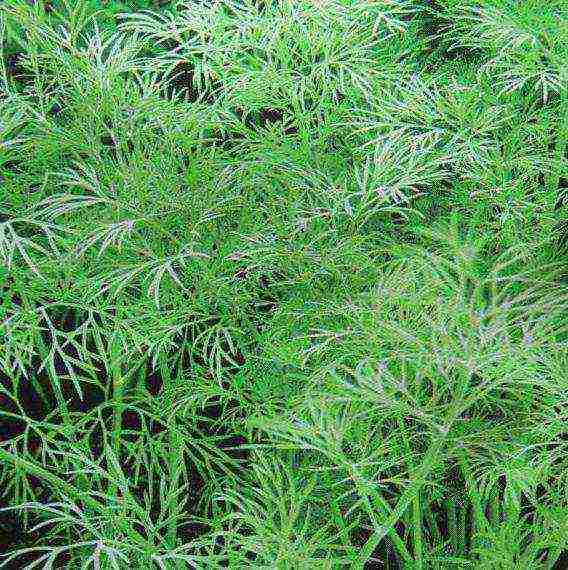 dill alligator planting and care in the open field