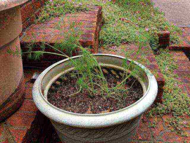 dill alligator planting and care in the open field