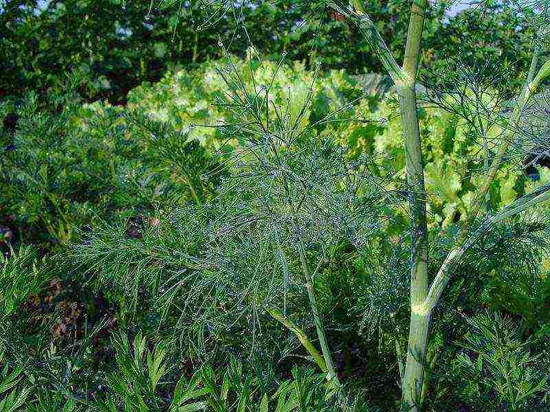 dill planting and care outdoors in spring