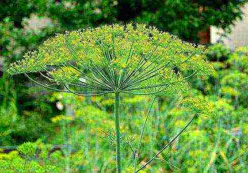 dill planting and care outdoors in spring