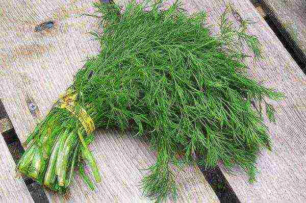 dill planting and care outdoors in spring