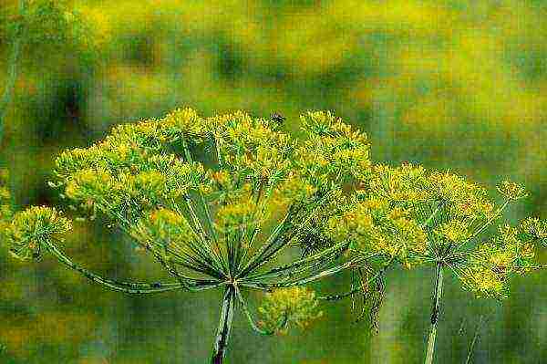 dill planting and care outdoors in spring