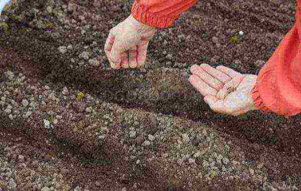 dill planting and care outdoors in spring