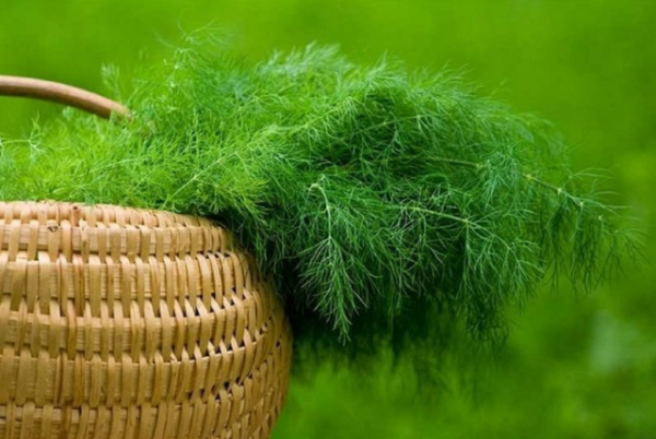 dill planting and care outdoors in spring