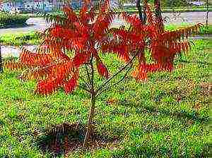 vinegar tree planting and care in the open field