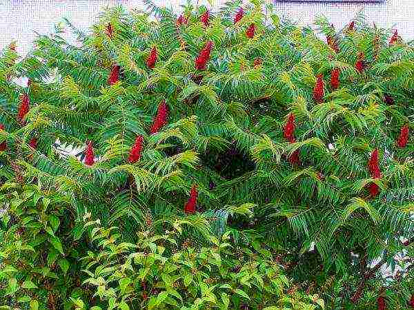 vinegar tree planting and care in the open field