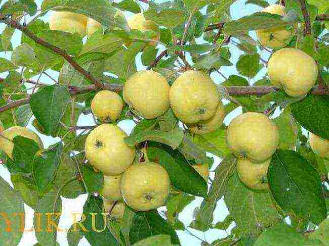 uralka apples planting and care in the open field