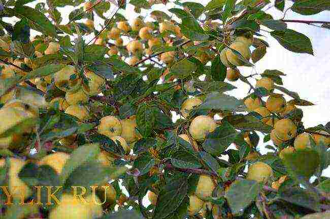 uralka apples planting and care in the open field