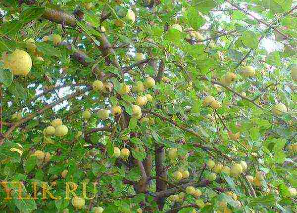 pagtatanim at pag-aalaga ng mga mansanas na uralka sa bukas na bukid