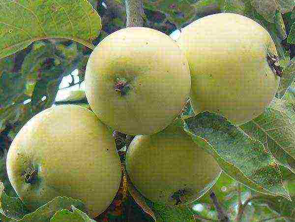 uralka apples planting and care in the open field