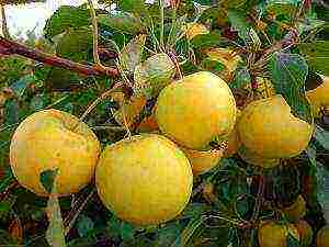 uralka apples planting and care in the open field