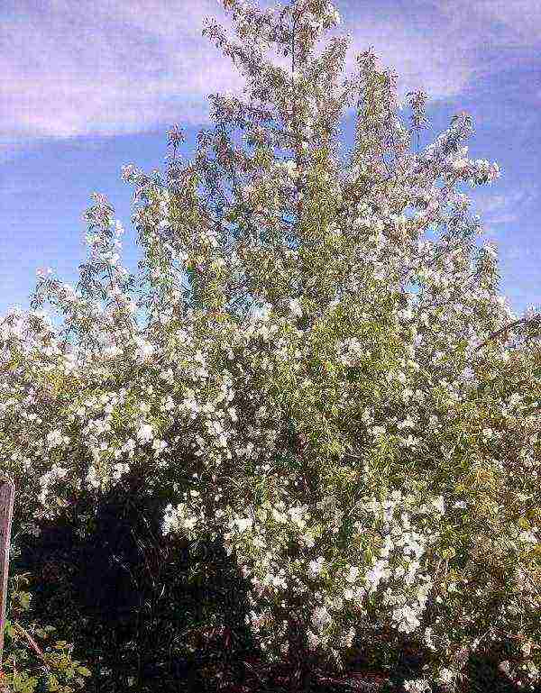 uralka apples planting and care in the open field