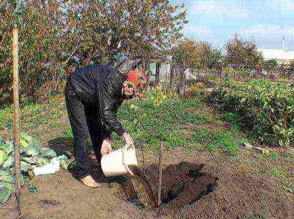 uralka apples planting and care in the open field