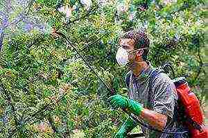 uralka apples planting and care in the open field