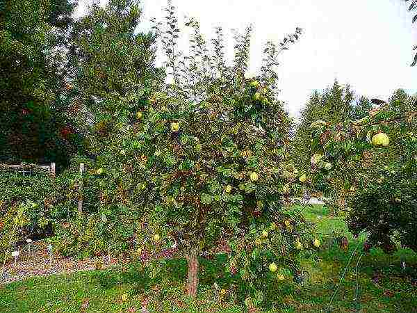 uralka apples planting and care in the open field