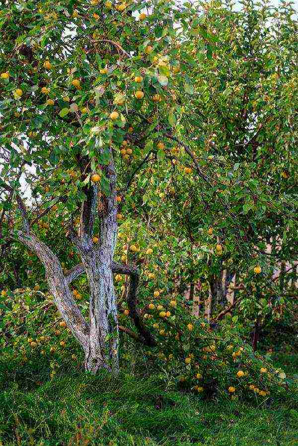 uralka apples planting and care in the open field