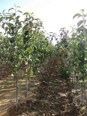 uralka apples planting and care in the open field