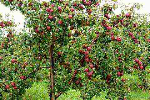 uralka apples planting and care in the open field