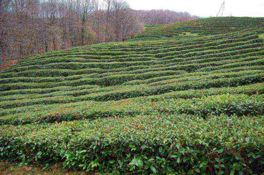 tea has been grown in the Krasnodar Territory for over 10 years