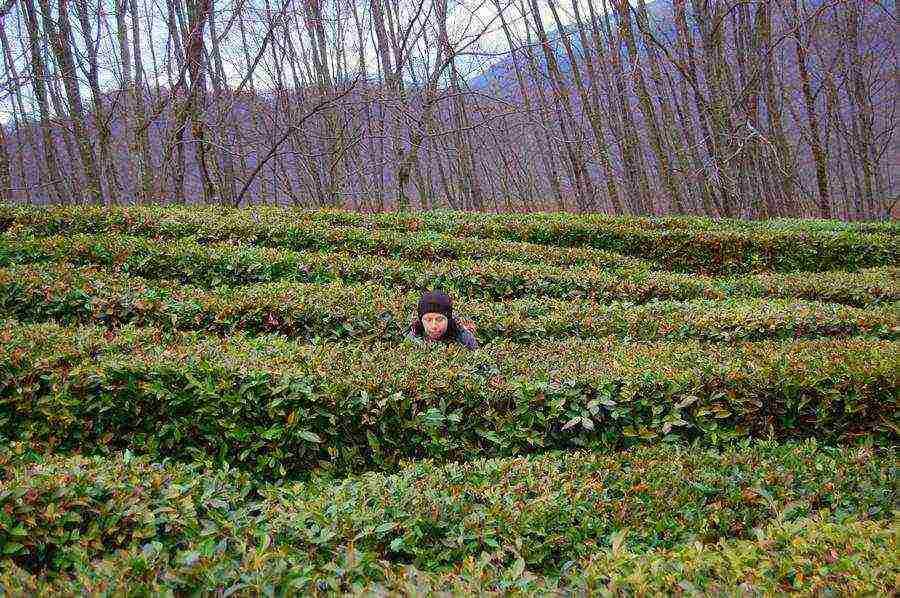 tea has been grown in the Krasnodar Territory for over 10 years