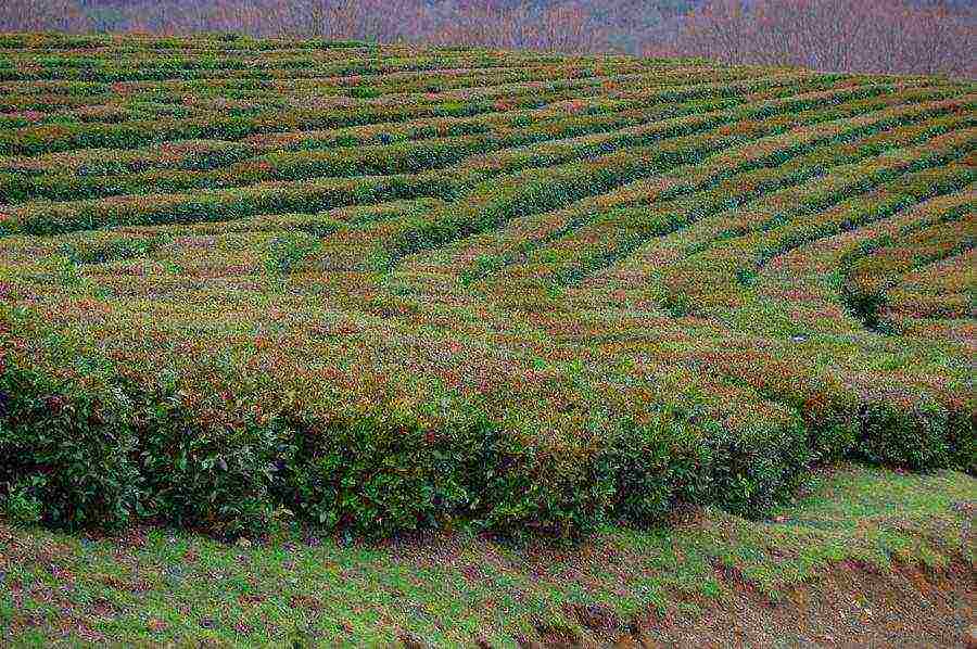 tea has been grown in the Krasnodar Territory for more than 10 years