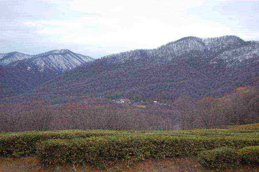 tea has been grown in the Krasnodar Territory for over 10 years