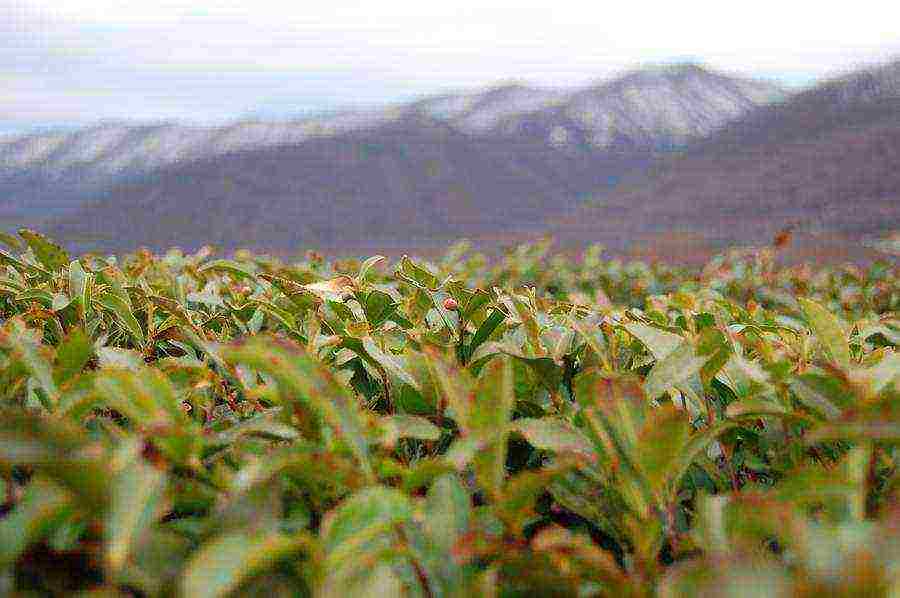 tea has been grown in the Krasnodar Territory for over 10 years