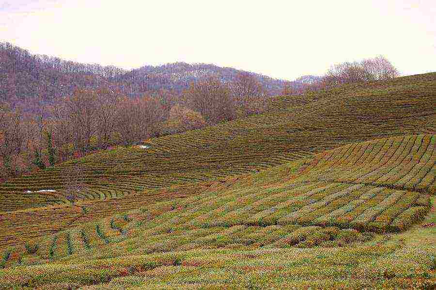 tea has been grown in the Krasnodar Territory for over 10 years