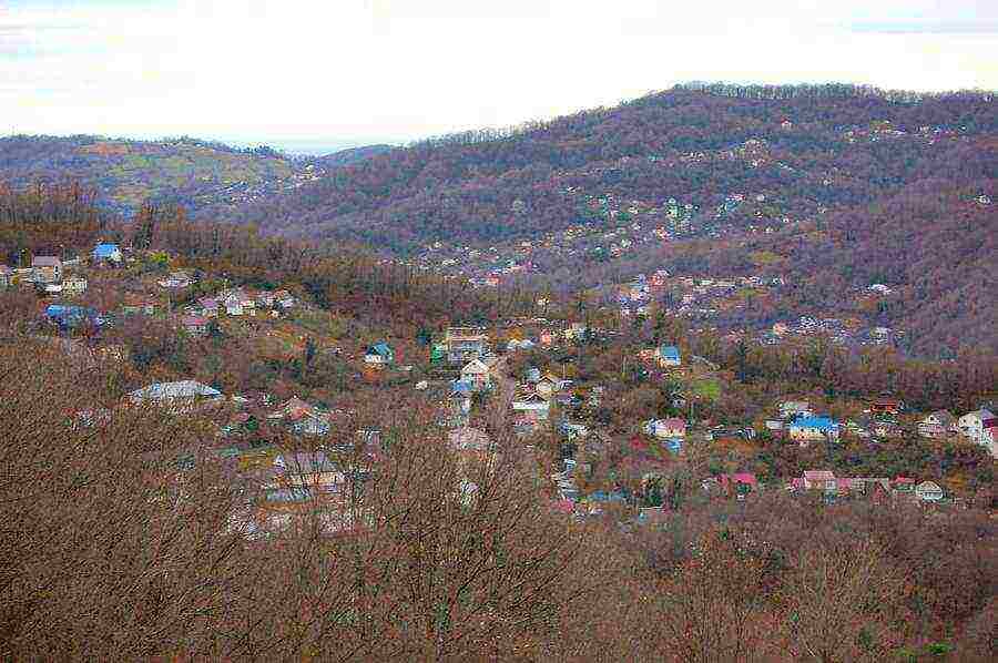 tea has been grown in the Krasnodar Territory for more than 10 years