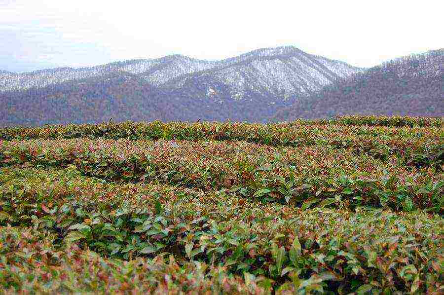 tea has been grown in the Krasnodar Territory for over 10 years