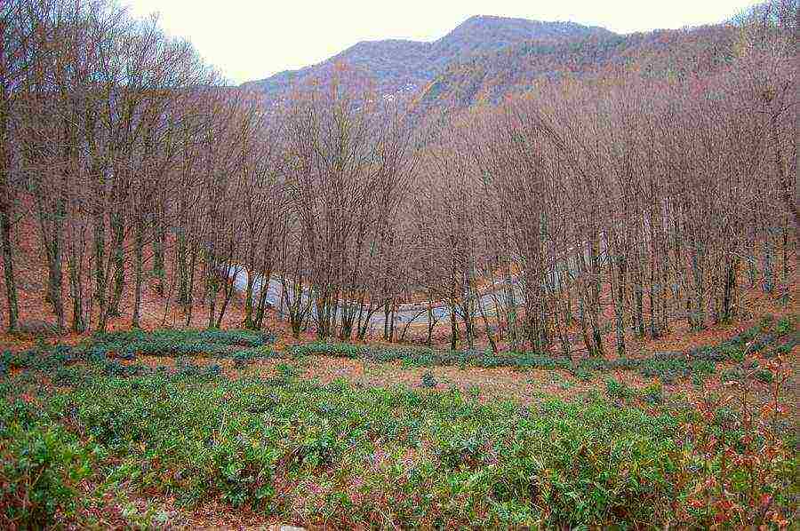 tea has been grown in the Krasnodar Territory for over 10 years