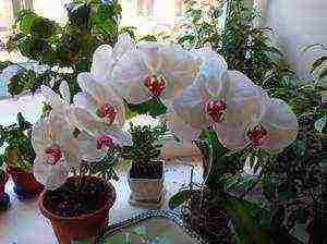 what is the best way to grow orchids at home