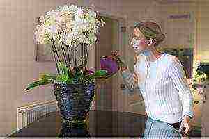 what is the best way to grow orchids at home