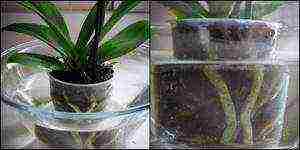 what is the best way to grow orchids at home