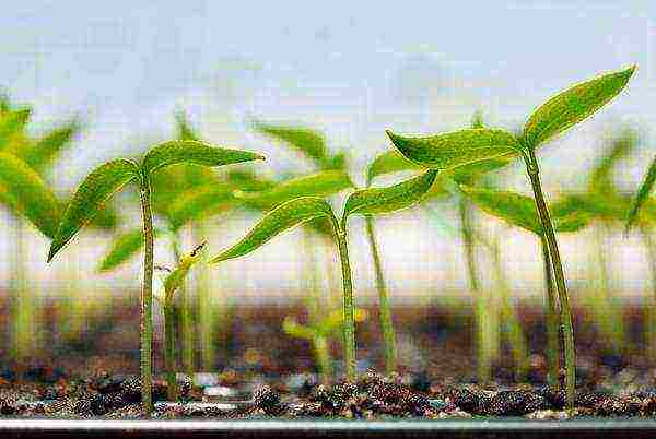 how to grow seedlings at home