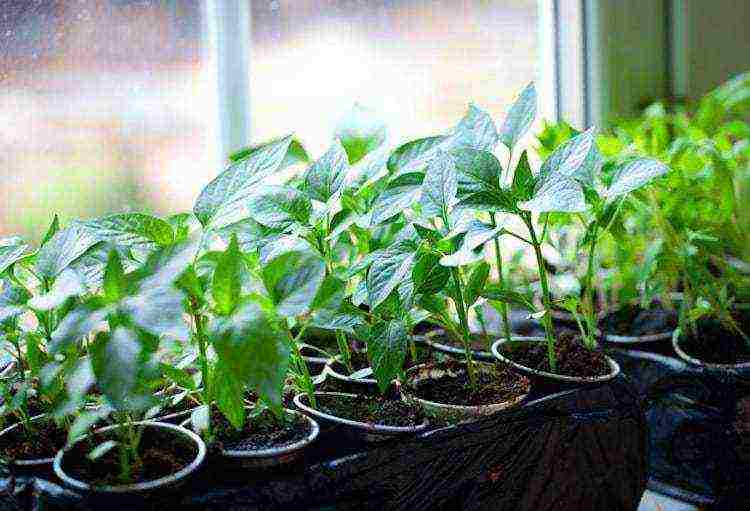 how to grow seedlings at home