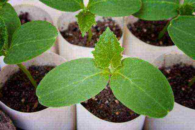 how to grow seedlings at home