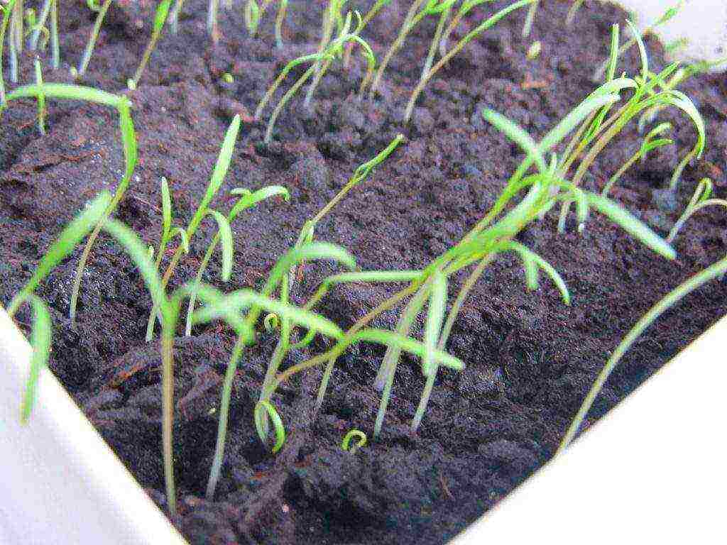 grow dill at home