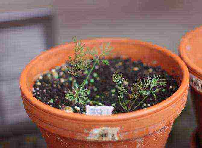 grow dill at home