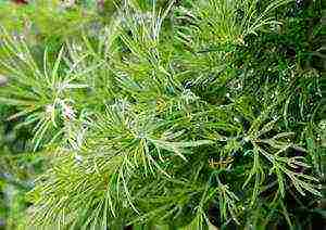 grow dill at home