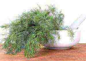 grow dill at home